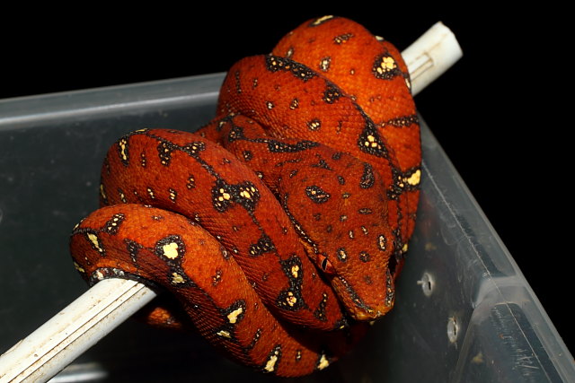 SOLD! Green Tree Python #32011 From Mixed heritage 2011 Clutch #1.SOLD! Thanks Viciente!