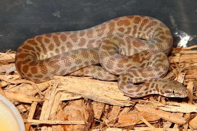 SOLD! Thanks Robby! 2015 Male Children's Python #15CP13. $74.95 SOLD! Thanks Robby!