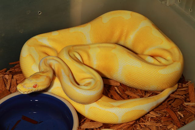 SOLD! Thanks Seth!! Male Albino Super Banded #163906. SOLD! Thanks Seth!!