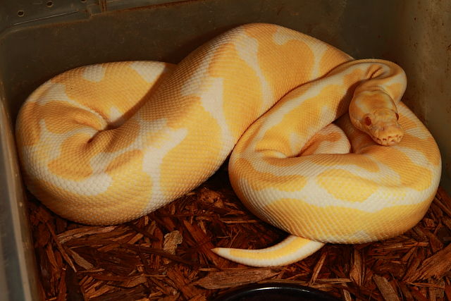 SOLD!! Thanks Randy!!  Female Albino Banded #71502. SOLD!! Thanks Randy!!