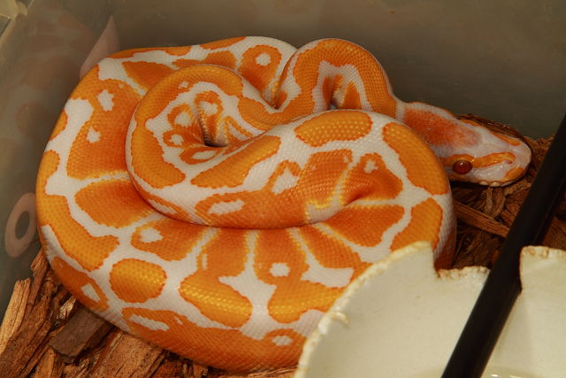 SOLD! Thanks George!! Male Lavender Albino #18BPC184.SOLD! Thanks George!!