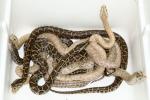 SOLD!! Captive Bred Burmese Pythons! SOLD!
