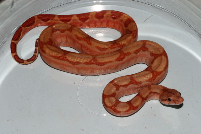 SOLD!!Male SunGlow.SOLD!
