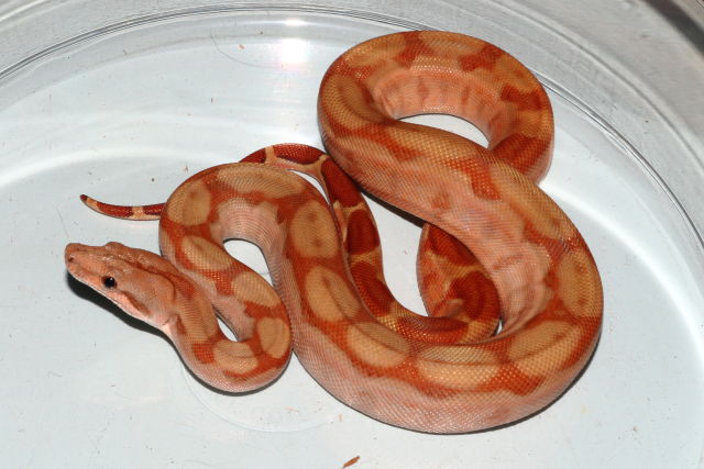 SOLD! Male SunGlow SOLD!