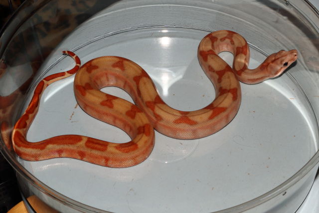 SOLD!! Male SunGlow #20BC12. SOLD!!