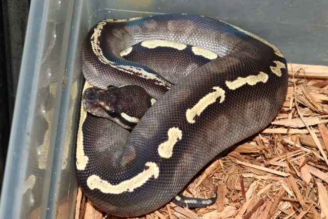 SOLD!! Male GHI Mojave Arroyo #11650.SOLD!!
