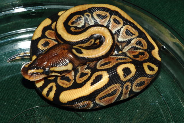 Female #20MBA11. Russo 50% Het Pied. $275.00 Plus Shipping.