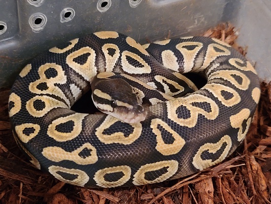 SOLD!! Male Mojave #20LBP01. $SOLD!!