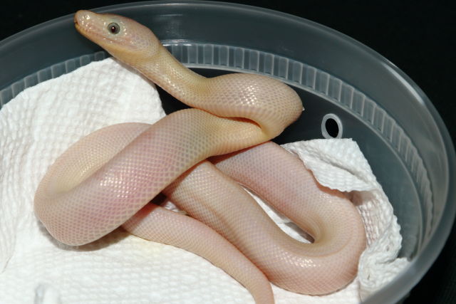 Male #20DH11. BEL Possible Het Albino. $1500.00 Plus Shipping.