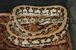 Female Genetic Striped Jaguar Carpet Python #1141.SOLD! Thanks Seth!!