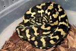 SOLD!! THANKS JUSTIN!! Male #1109.  Python Pete Line Clutch. SOLD! Thanks Justin!!