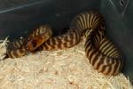 SOLD! Thanks Rich!! 2011 Male Woma #1144 From Clutch #1. SOLD!