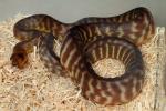 SOLD! Thanks Ezra!! Male Woma #1289 From 2011 Clutch #2.  SOLD! Thanks Ezra!!