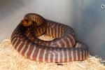 SOLD! THANKS CASEY!! Male Woma #1286 From 2011 Clutch #2. SOLD!!
