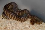 SOLD! THANKS MIKE!! Male Woma #1285 From 2011 Clutch #2. .SOLD! THANKS MIKE!!