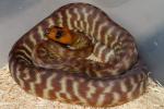 SOLD! THANKS MIKE!! Female Woma #1287 From 2011 Clutch #2.SOLD! THANKS MIKE!!