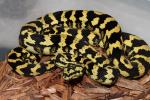 SOLD! Thanks Steve!! Jungle Male #1102 From 2010 Python Pete Line. SOLD! Thanks Steve!!