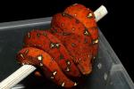 SOLD! Green Tree Python #32011 From Mixed heritage 2011 Clutch #1.SOLD! Thanks Viciente!