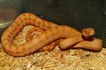 Albino Carpet Pythons And Hets. CLOSED TEMPORARILY!