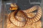 SOLD! Thanks Michael!!  2012 Female Woma #1322.. SOLD! Thanks Michael!!