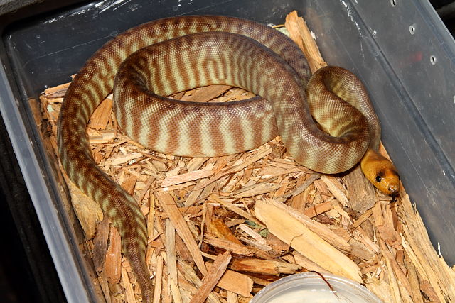 SOLD! Thanks Victor! 2012 Male Woma #1325.  SOLD!