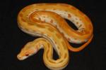 Available Pythons