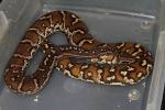 SOLD!! Angolan Python Male SOLD!!