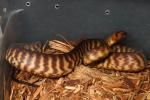 SOLD! Thanks Donovan!! Male Woma #WC2213SOLD! Thanks Donovan!!