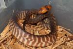 SOLD! Thanks Cadan!! Male Woma #WC2513.SOLD! Thanks Cadan!!