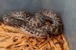 SOLD! Thanks Mike!! Spotted Python Female #SP1302. SOLD!