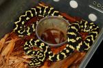 HOLD! JT PYTHONS! Red Line Male #12RJC07. $325.00 Plus Shipping. HOLD! JT PYTHONS!