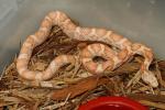 SOLD!! Female Albino 100% Het Whiteside Rat Snake. $75.SOLD!!