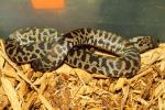 SOLD!! Male Spotted Python #SP1401.  SOLD!
