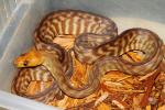 SOLD! Thanks Josh H!! Female Woma #14WP01. SOLD!!