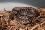 SOLD! Thanks Bruno!  Female Spotted Python #14SP203. SOLD! Thanks Bruno!