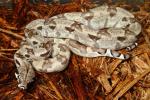 SOLD! Thanks Jay! Male Ghost 66% Possible Het Sharp Albino #GH215M. $125.SOLD!!