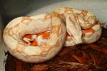 SOLD! Male Kahl Albino #15KAM02 $199.95 SOLD!!