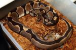 SOLD!! Thanks Devilin!! Male Super Banded 100% Het Albino Proven Breeder From Paradox Line. SOLD!!