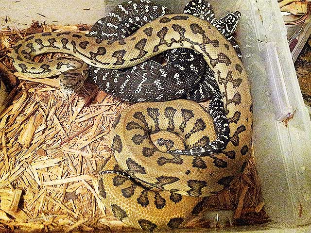 Sire And Dam To 75% Diamond Jungle Cross X Genetic Stripe Jaguar Clutch Hatched 2018 and 18 June 2015.