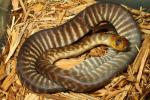 SOLD!! Male Woma #WP155.  SOLD!!