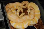 Albino Super Banded Breeds Albino Super Banded 19 November 2015. Both From Paradox Line And Possible Het Snow.