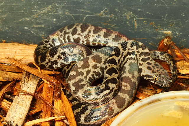 SOLD! Thanks Eric!! 2015 Female Spotted Python #15SPC206. SOLD! Thanks Eric!!
