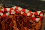 SOLD! Thanks Garrett!! Female Albino Nelson's Milk Snake #16NM04. SOLD! Thanks Garrett!!