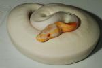 SOLD! Thanks Tommy!! Male Super Banded Albino Pied #163104.SOLD! Thanks Tommy!!