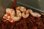 SOLD! Thanks Wesley!! Female Albino Boa #17AB13. SOLD! Thanks Wesley!!