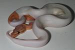 SOLD! Thanks Jay!! Male Coral Glow Pied #17BPC3105.  SOLD! Thanks Jay!!