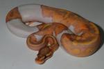 SOLD!! Female Coral Glow Pied #17BP1406. SOLD!