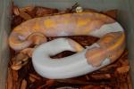 SOLD!! Thanks Seth!!  Male Coral Glow Pied #17BP1405. SOLD!! Thanks Seth!!