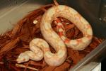 SOLD!! Thanks CHRIS!! Male Albino Boa #18AB03. $199.95 Plus Shipping. SOLD!!