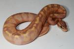 DONATED TO HERP SOCIETY MEMBER AS GIFT FOR SERVICE!! Male Pastel Coral Glow #18BPC103.